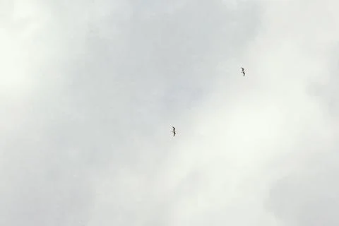 White clouds with birds on the sky Stock Photos