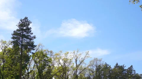 White clouds in the blue sky against a background of forest. Timelapse. Stock Footage 37915983