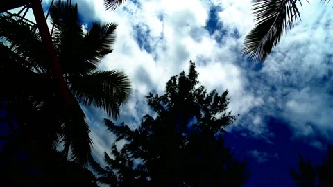 White clouds blue sky and palm trees Stock Footage 99118584