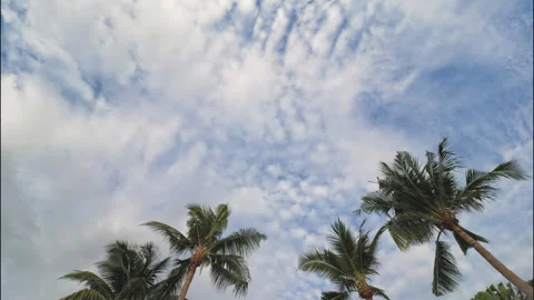 White clouds, blue sky and palm trees, time lapse Stock Footage 331341445