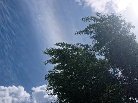 White clouds on a blue sky and trees Stock-Fotos