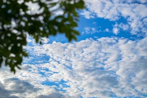 White clouds in a blue sky and the silhouette of a tree foliage Stock-Fotos