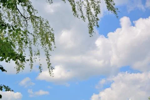 White clouds in the blue sky between the branches of trees. Stock Photos