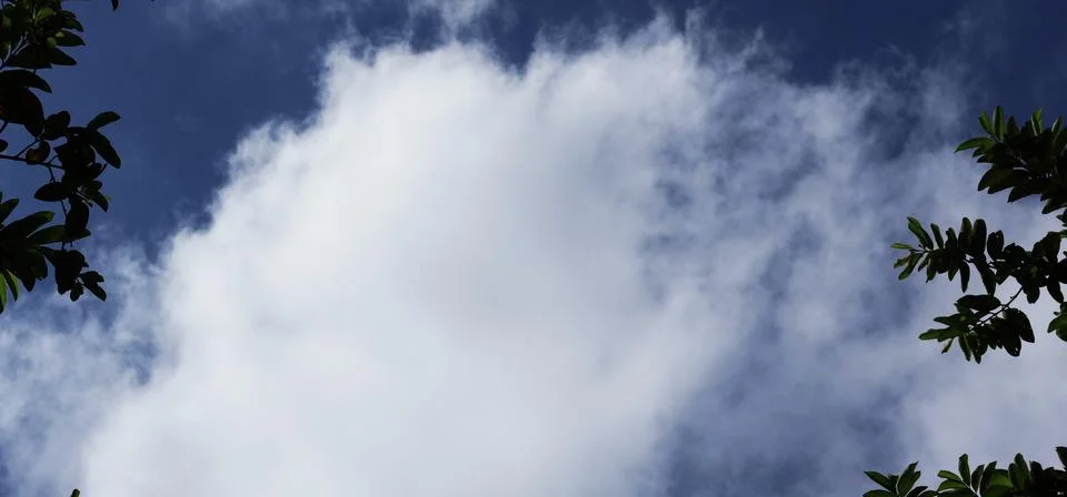 White clouds in a blue sky framed by tree leaves with copy space Stock Photos