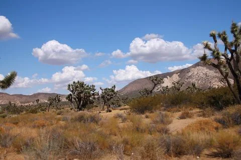 The white clouds in the blue sky over the Joshua Tree National Park Foto stock