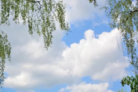White clouds in the blue sky under the branches of trees. Stock Photos