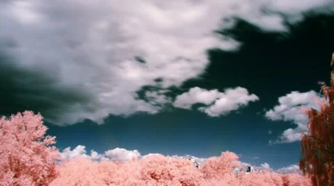 White clouds, dark blue sky and pink trees, infrared time lapse t3370B Stock Footage