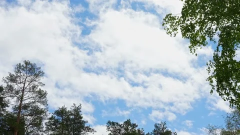 White clouds drift across blue sky framed by green treetops Stock Footage 335580622