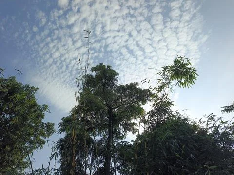 White Clouds Drift Calmly Across Blue Skies Above Green Trees (4) 写真素材