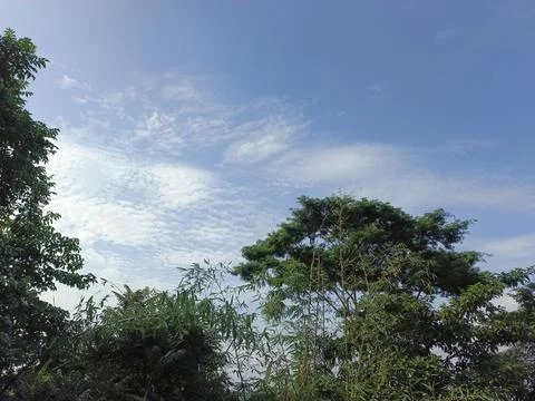 White Clouds Drift Calmly Across Blue Skies Above Green Trees (3) Stock Photos
