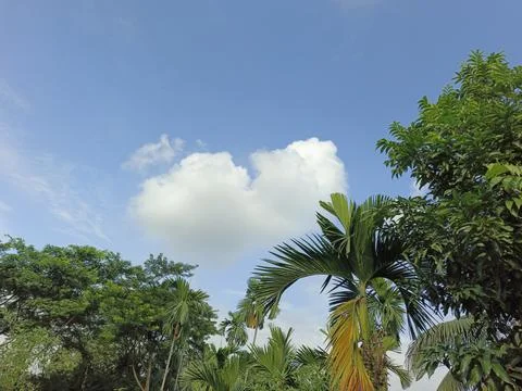 White Clouds Drift Calmly Across Blue Skies Above Green Trees (7) Stock Photos