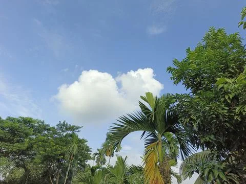 White Clouds Drift Calmly Across Blue Skies Above Green Trees (2) Stock Photos