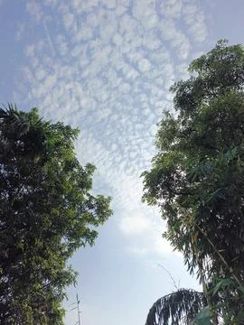 White Clouds Drift Calmly Across Blue Skies Above Green Trees (9) Stock Photos