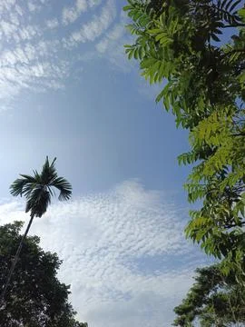 White Clouds Drift Calmly Across Blue Skies Above Green Trees (8) 写真素材