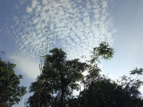 White Clouds Drift Calmly Across Blue Skies Above Green Trees (11) Stock Photos