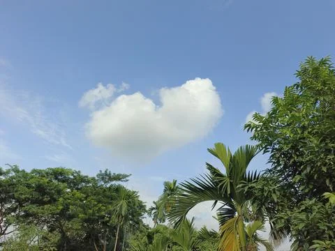 White Clouds Drift Calmly Across Blue Skies Above Green Trees (13) Stock Photos