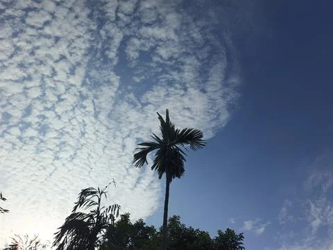 White Clouds Drift Calmly Across Blue Skies Above Green Trees (10) Stock Photos