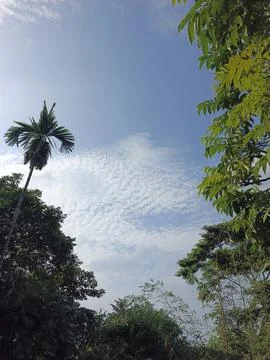 White Clouds Drift Calmly Across Blue Skies Above Green Trees (12) Stock Photos