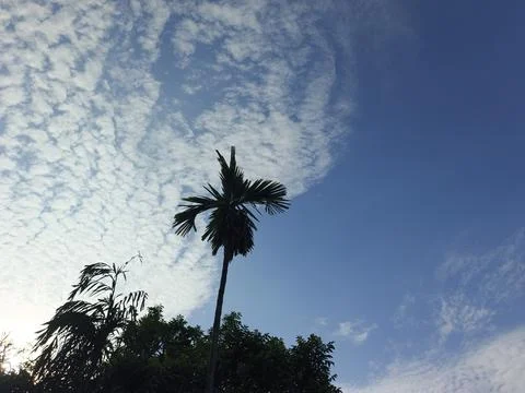White Clouds Drift Calmly Across Blue Skies Above Green Trees (15) 写真素材