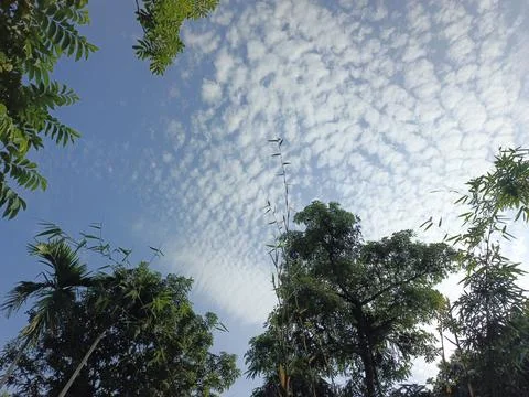 White Clouds Drift Calmly Across Blue Skies Above Green Trees (14) Stock Photos