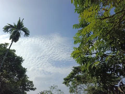 White Clouds Drift Calmly Across Blue Skies Above Green Trees (16) Stock Photos
