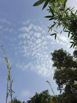 White Clouds Drift Calmly Across Blue Skies Above Green Trees (19) Stock Photos