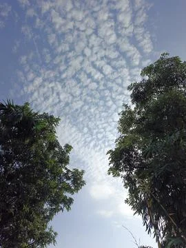 White Clouds Drift Calmly Across Blue Skies Above Green Trees (20) Stock Photos
