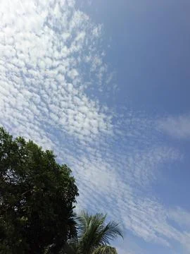 White Clouds Drift Calmly Across Blue Skies Above Green Trees (22) Stock Photos