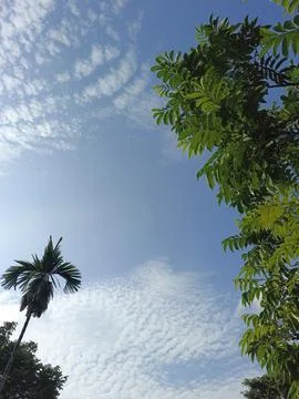 White Clouds Drift Calmly Across Blue Skies Above Green Trees (23) Stock Photos