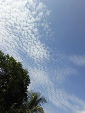 White Clouds Drift Calmly Across Blue Skies Above Green Trees (21) Stock Photos