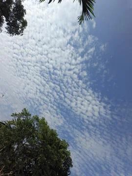 White Clouds Drift Calmly Across Blue Skies Above Green Trees (24) Stock Photos