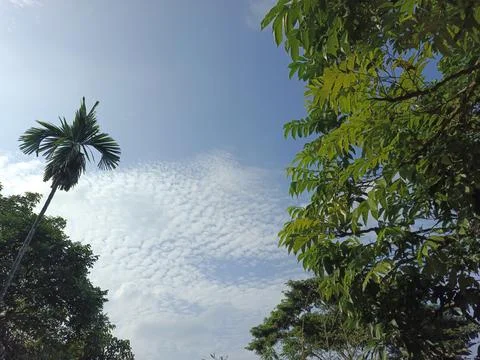 White Clouds Drift Calmly Across Blue Skies Above Green Trees (25) Stock Photos