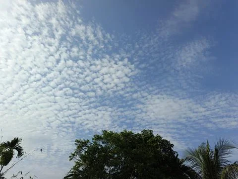 White Clouds Drift Calmly Across Blue Skies Above Green Trees (26) Stock Photos