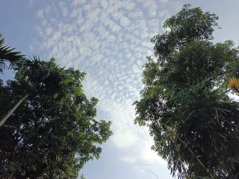 White Clouds Drift Calmly Across Blue Skies Above Green Trees (27) Stock Photos