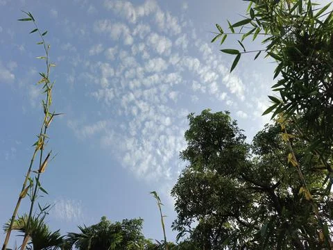 White Clouds Drift Calmly Across Blue Skies Above Green Trees (29) 写真素材