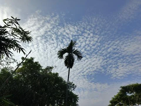 White Clouds Drift Calmly Across Blue Skies Above Green Trees (31) 写真素材