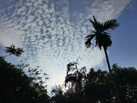 White Clouds Drift Calmly Across Blue Skies Above Green Trees (32) Stock Photos
