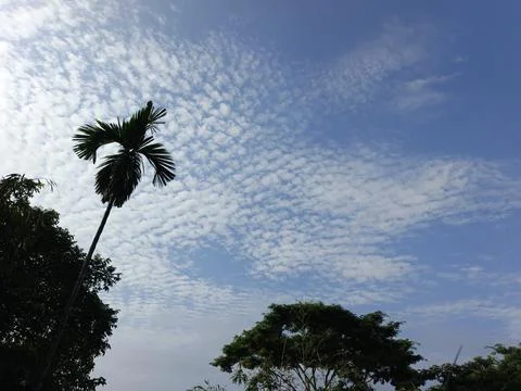 White Clouds Drift Calmly Across Blue Skies Above Green Trees (34) Stock Photos