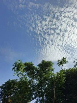 White Clouds Drift Calmly Across Blue Skies Above Green Trees (33) Stock Photos