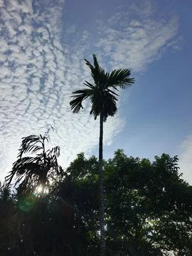 White Clouds Drift Calmly Across Blue Skies Above Green Trees (35) Stock Photos