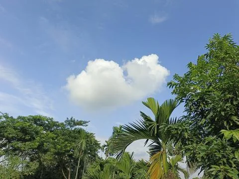 White Clouds Drift Calmly Across Blue Skies Above Green Trees (37) Stock Photos
