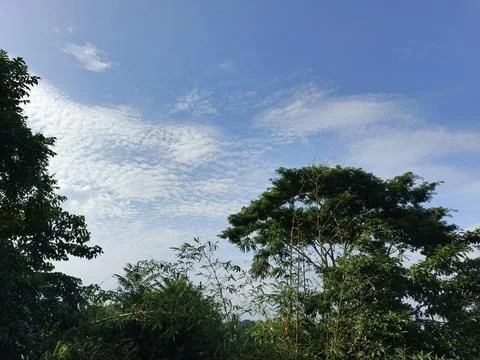 White Clouds Drift Calmly Across Blue Skies Above Green Trees (36) Stock Photos