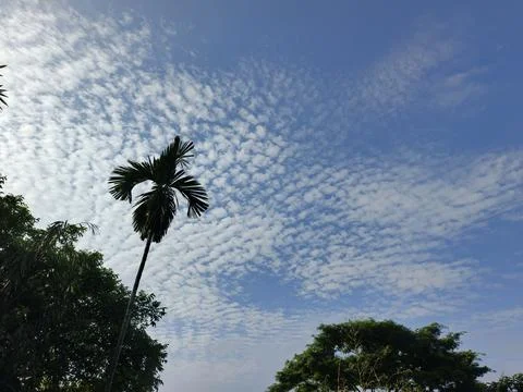 White Clouds Drift Calmly Across Blue Skies Above Green Trees (41) Stock Photos