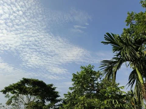 White Clouds Drift Calmly Across Blue Skies Above Green Trees (38) Stock Photos
