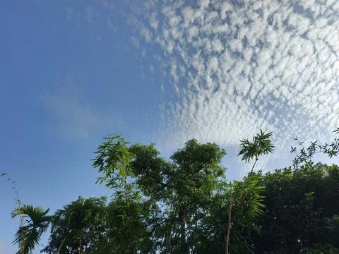 White Clouds Drift Calmly Across Blue Skies Above Green Trees (39) Stock Photos