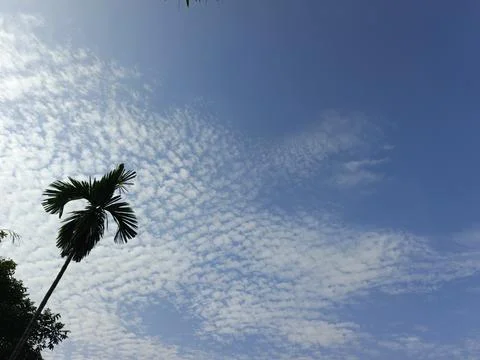 White Clouds Drift Calmly Across Blue Skies Above Green Trees (42) Stock Photos