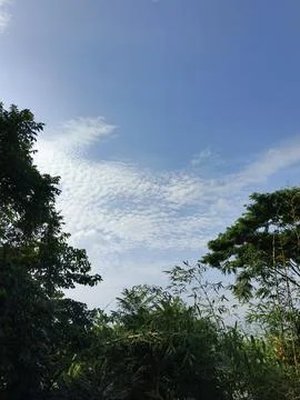 White Clouds Drift Calmly Across Blue Skies Above Green Trees (43) Stock Photos