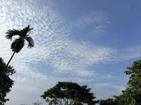 White Clouds Drift Calmly Across Blue Skies Above Green Trees (45) Stock Photos