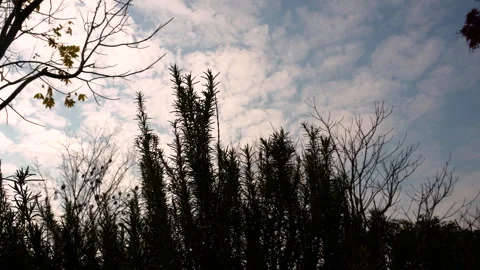 White Clouds Drifting Across Blue Sky Timelapse Stock Footage 320873554