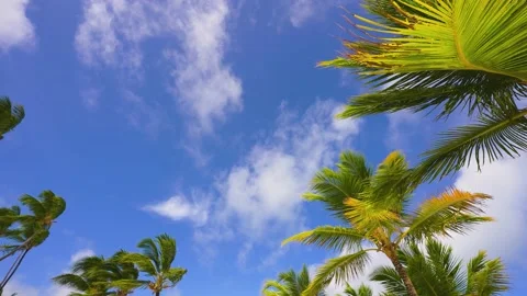 White clouds float across the blue sky over a tropical palm beach.  Stock Footage 203970951